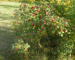 Rosehips on Rosa rugosa wild bush  